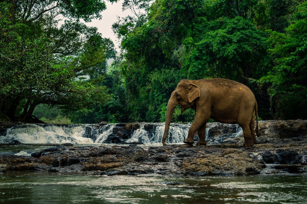 Keo Seima Wildlife Sanctuary thumbnail 2