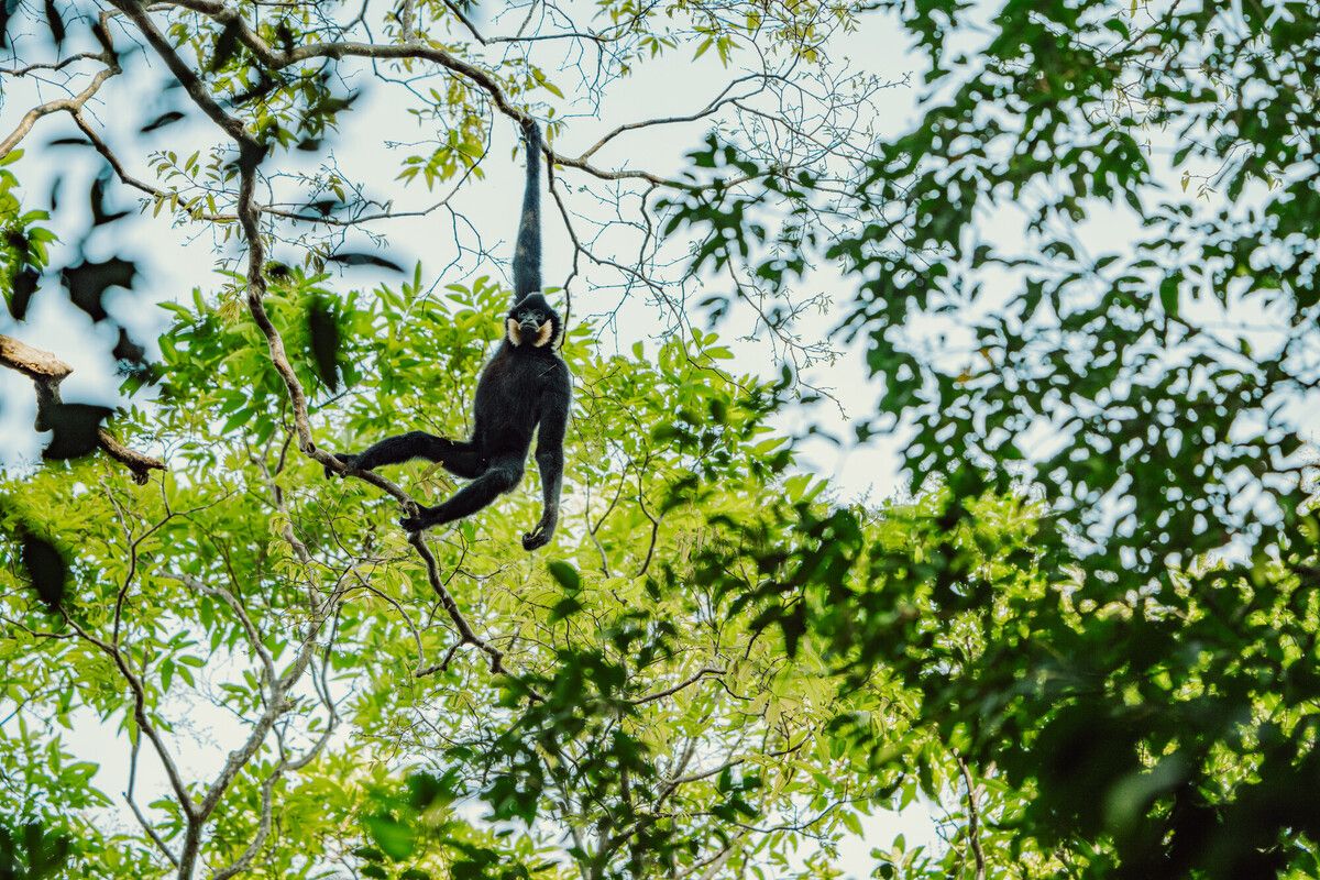 Keo Seima Wildlife Sanctuary thumbnail 4