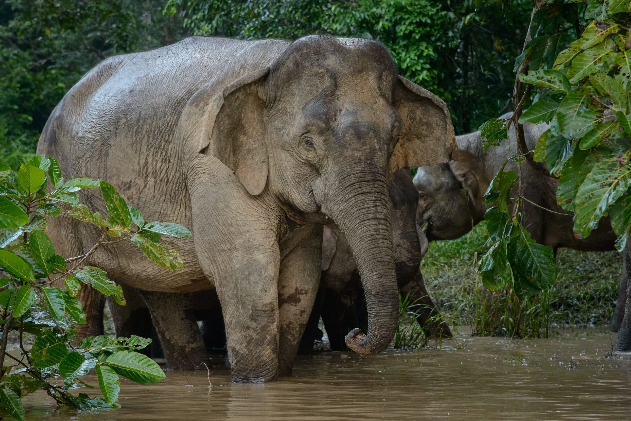 Kuamut Rainforest Conservation thumbnail 3