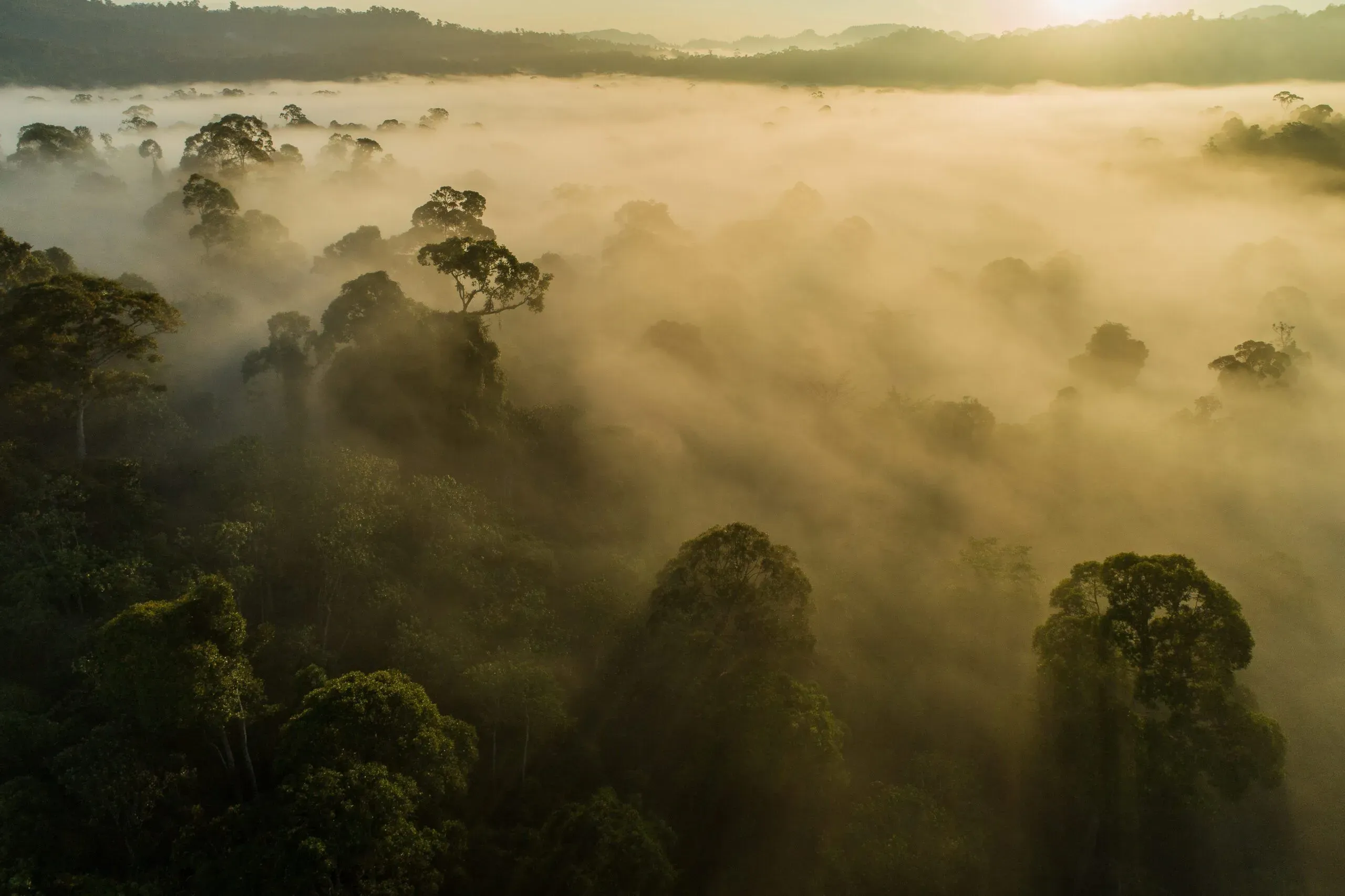 Kuamut Rainforest Conservation thumbnail 2