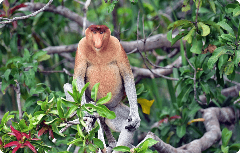 Permian Katingan Mentaya