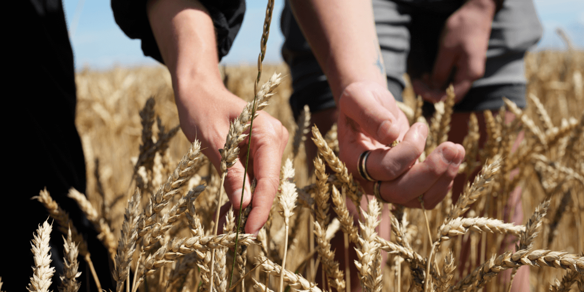 Klim – Regenerative Agriculture in Germany